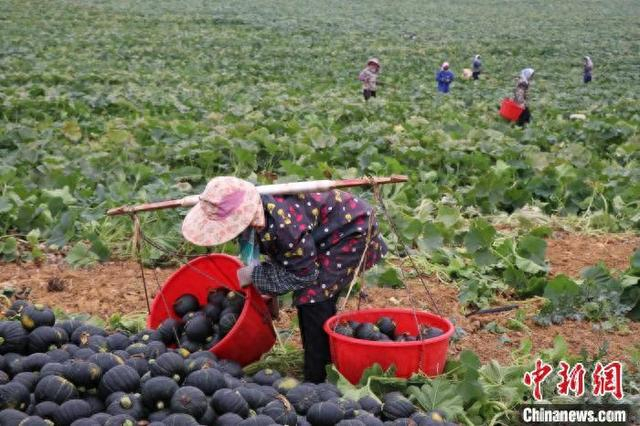 图为工人在采摘贝贝南瓜。崇左江州区融媒体中心供图