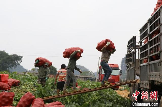 图为工人把打包好的贝贝南瓜装车。崇左江州区融媒体中心供图