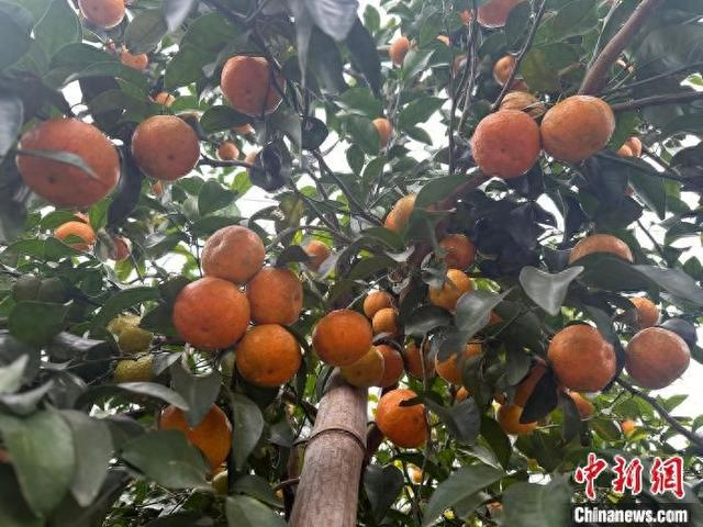 图为砂糖橘。陈沿佑 摄