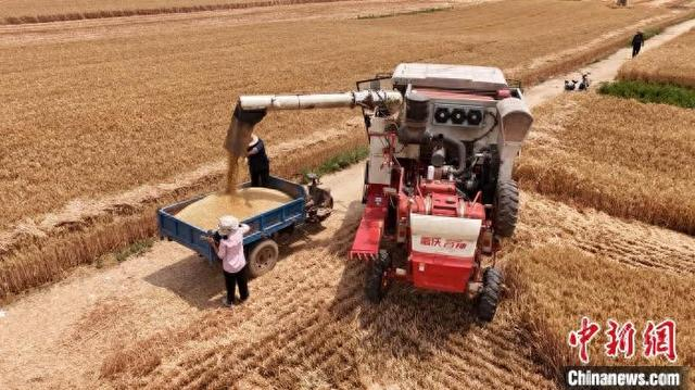 5月30日，河南省柘城县朱襄镇农民收获小麦。张超 摄