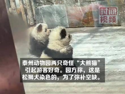 松狮染成熊猫图片图片