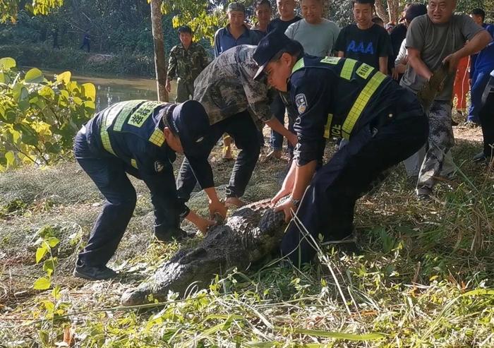 云南一310斤鳄鱼凌晨破笼脱逃：在鱼塘找到，特警开枪击毙