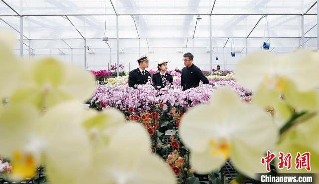 拱北海关关员对供澳花卉进行监管。黄妙双 摄