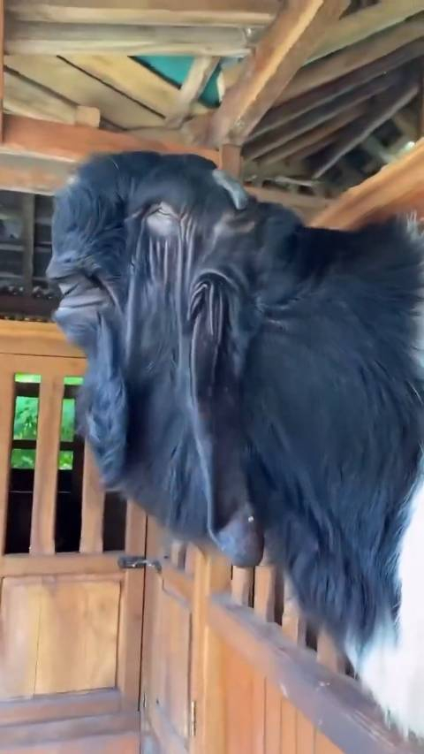 大马士革山羊,又名阿勒颇羊,哈勒普羊,这只长得又特别特别