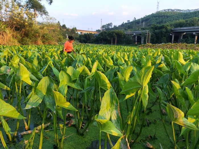"泥巴果"变"致富果"!韶关曲江区白土镇300余亩茨菇获丰收