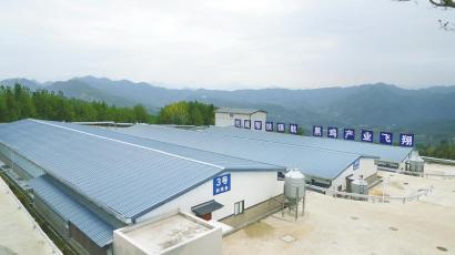 万源旧院黑鸡全产业链融合发展项目核心育种场。