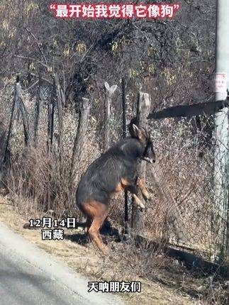 四不像,即中华鬣羚