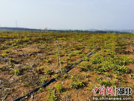 图为中药材育苗基地。