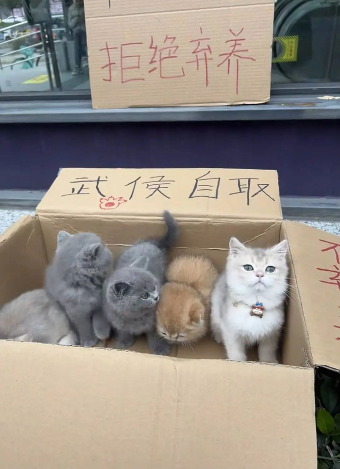 成都某地铁口的摆摊认养（图据社交平台）