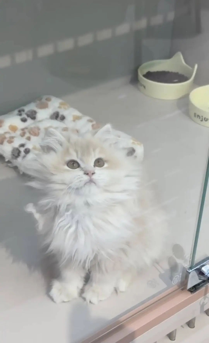 领养馆内，待领养的猫咪