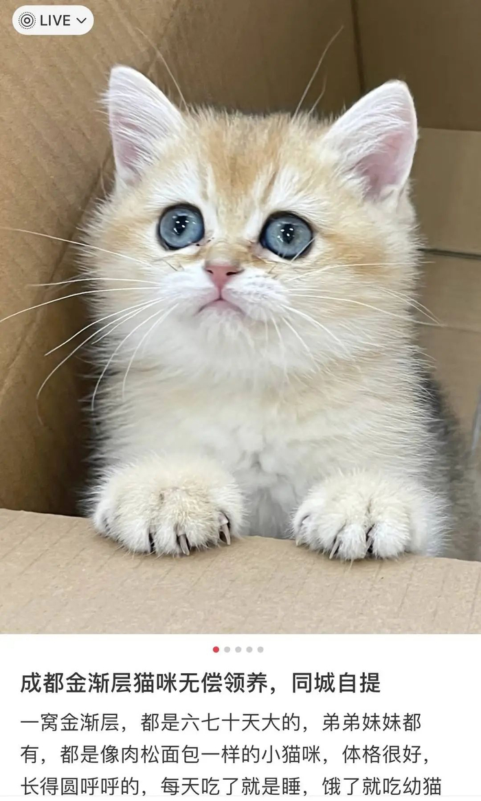 社交平台的“无偿领养”帖