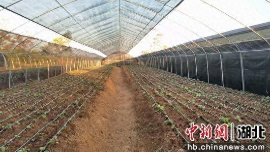 图为牌楼镇江湾村淫羊藿种植基地。