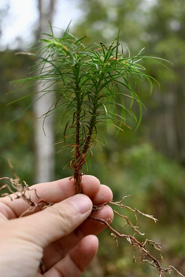 （杉木幼苗，财联社记者摄）
