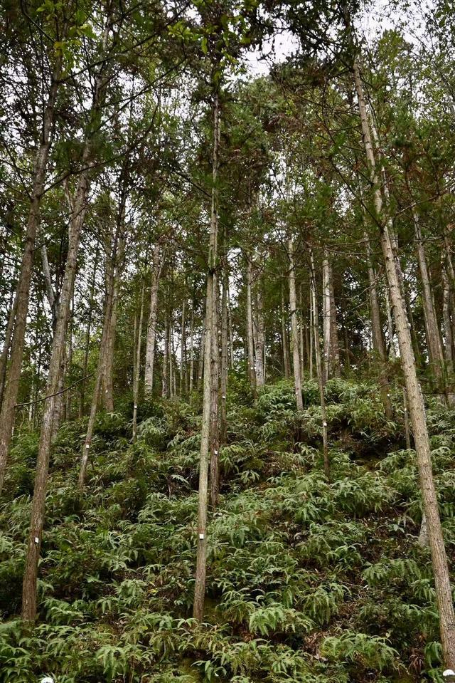 （三明当地的杉木林场，财联社记者摄）