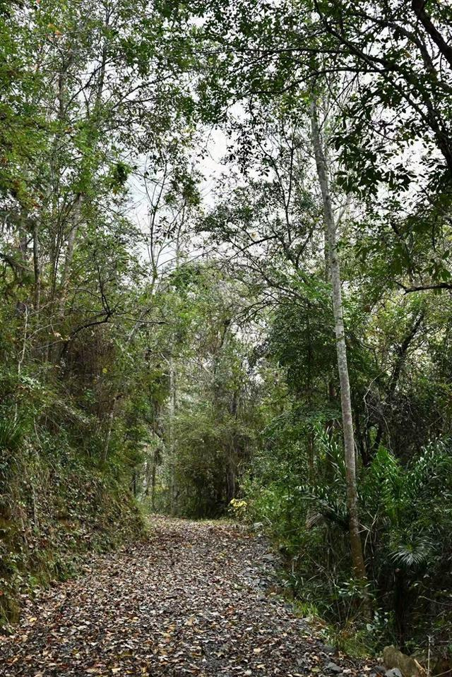 （通往林场的小径，财联社记者摄）