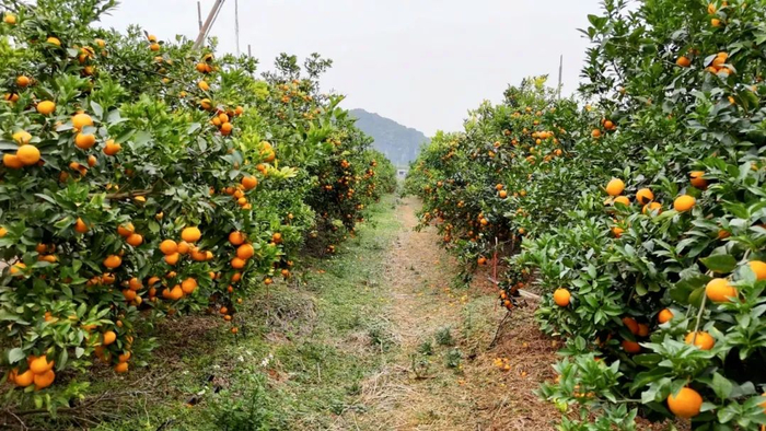 ▲沃柑挂满枝头。