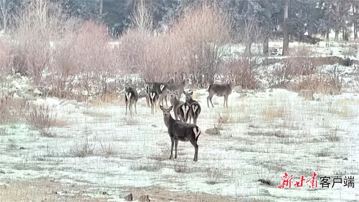 管护人员遇到的马鹿。新甘肃·甘肃日报通讯员 李光海
