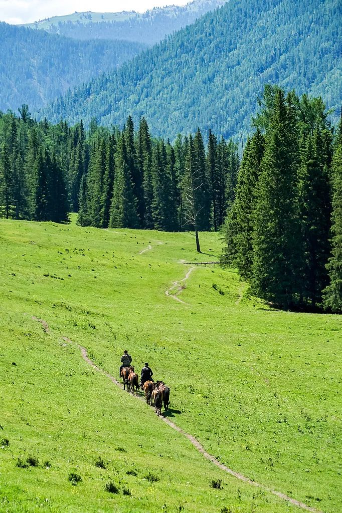 阿勒泰的喀纳斯｜图源：视觉中国