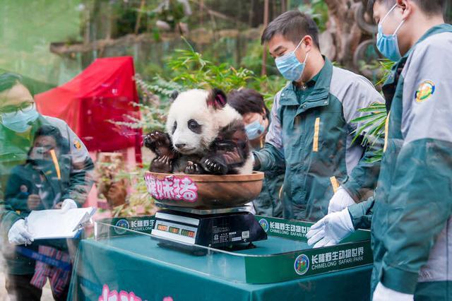 保育员为熊猫“妹猪”体检。主办方供图