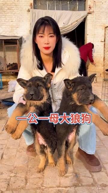 黑狼配马犬后代图片图片