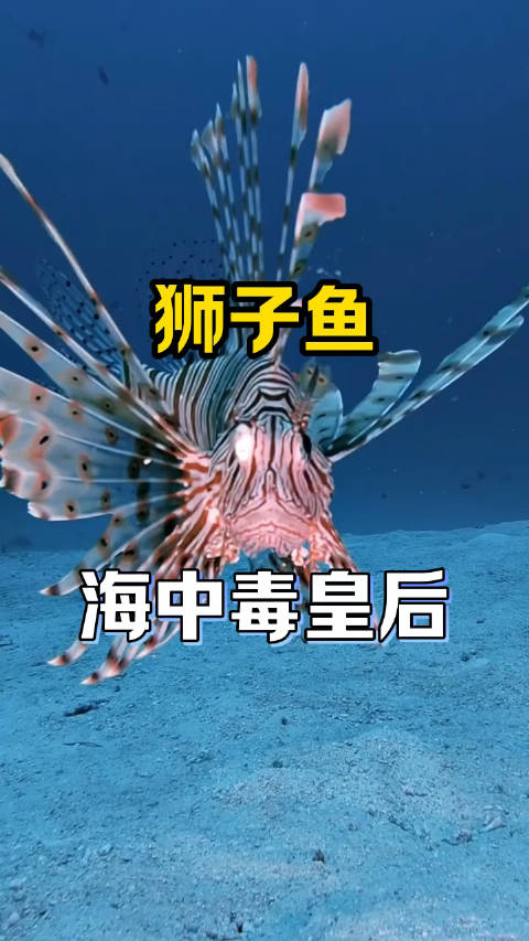 狮子鱼(学名:pterois),是一种生活在热带和亚热带珊瑚礁区域的海洋