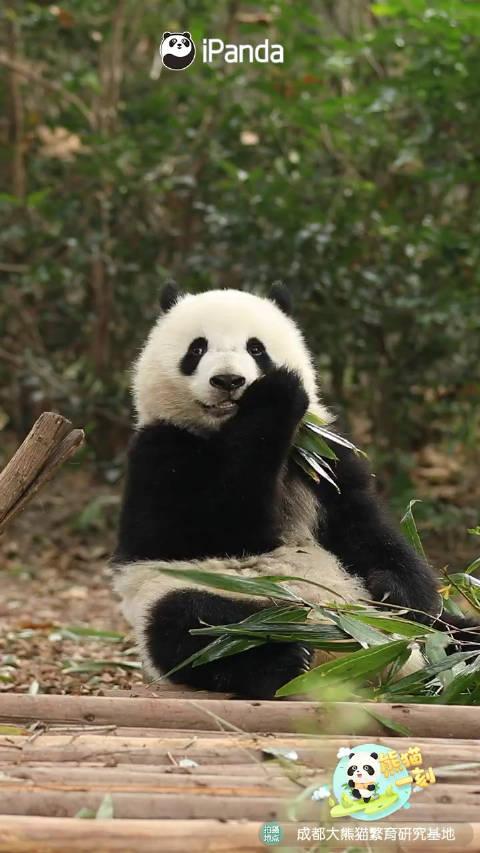 大熊猫(学名:ailuropoda melanoleuca)属于熊科,大熊猫属哺乳动物