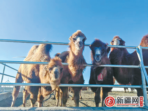达坂城区阿克苏乡骆驼养殖产业发展迅速。（全媒体记者史传芝 通讯员加尔肯别克·特尼斯别克摄）