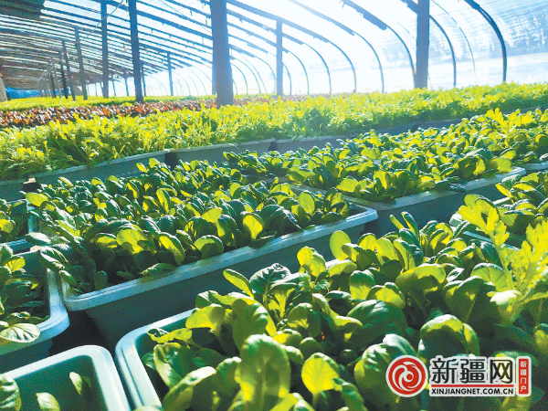 在乌鲁木齐县板房沟镇，生机勃勃的盆栽蔬菜。（全媒体记者郭军鸽 通讯员孙全龙摄）