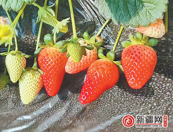 在乌鲁木齐县板房沟镇，即将成熟的草莓。（全媒体记者郭军鸽 通讯员孙全龙摄）