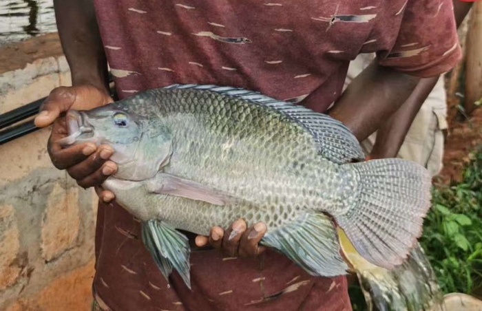 养殖罗非鱼/图片来源 受访者提供