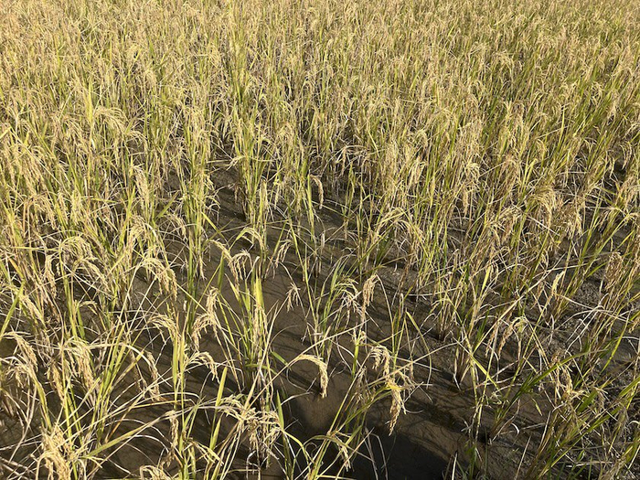 非洲的水稻田/图片来源 谢小丹