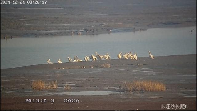 崇明东滩保护区的卷羽鹈鹕。本文图片均为 崇明东滩保护区 图
