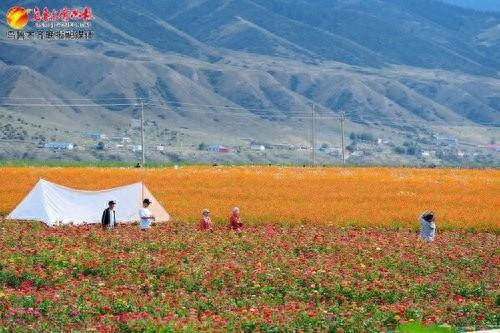 　　在乌鲁木齐县萨尔达坂伴山花田，游客在赏花观景游玩。资料图片