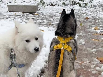 塞帕拉雪橇犬图片