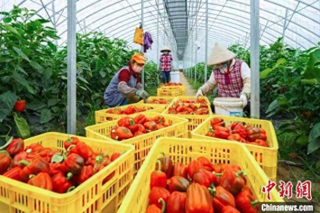 图为广西北海市农户正在采摘设施大棚中种植的彩椒。广西壮族自治区农业农村厅供图