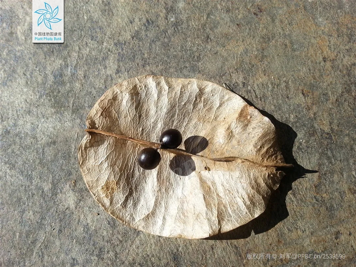 栾树的果实 | 来源：见水印