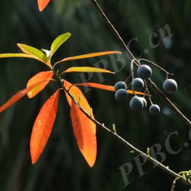 狭叶杜英 来源：https://ppbc.iplant.cn