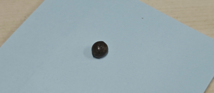去掉白色假种皮的乌桕种子