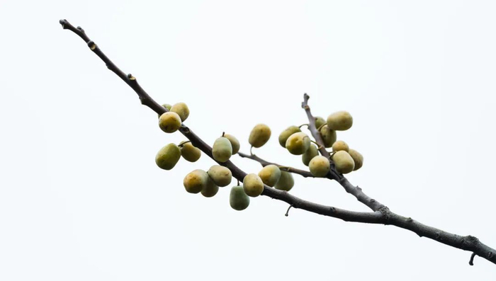 图库版权图片，转载使用可能引发版权纠纷