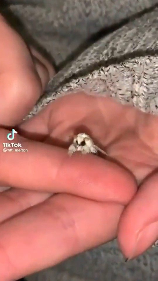 仅有手指头大小的贵宾犬蛾,更被誉为最高颜值昆虫品种