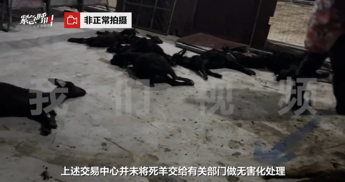 ▲羊肉的食品安全甚至连羊贩子自己都不敢保证。图/新京报我们视频截图