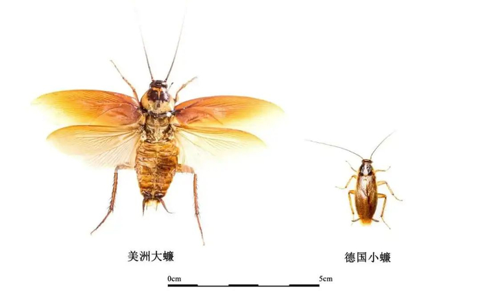 南北方蟑螂对比｜图源：成都自然博物馆 成都理工大学博物馆《人类的动物伙伴系列 | 南方“小强”有多大？》