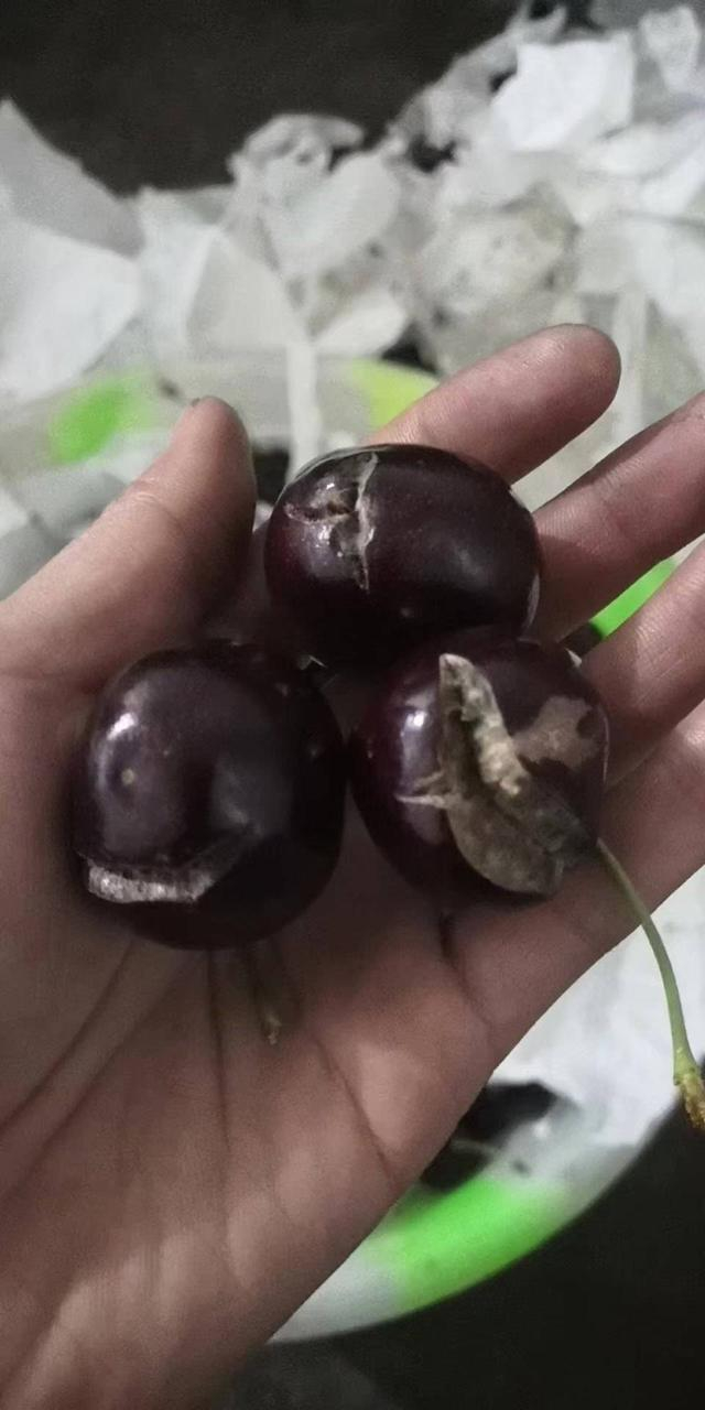 果农称喂鸡的是坏的次果。受访者 供图