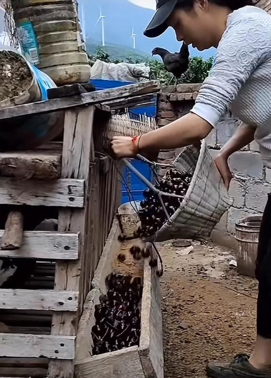 车厘子喂鸡惹争议。视频截图