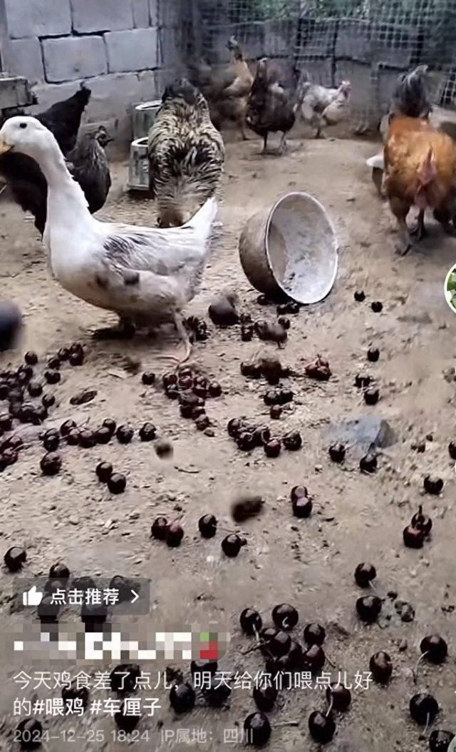 车厘子喂鸡惹争议。视频截图