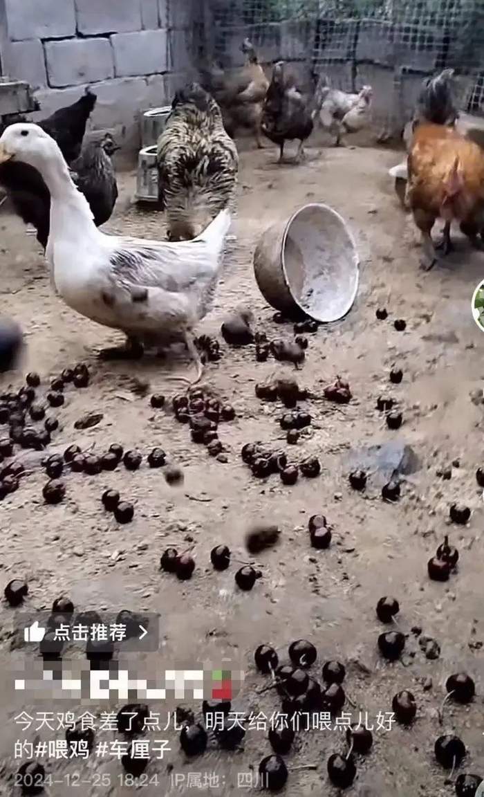 车厘子喂鸡惹争议。视频截图