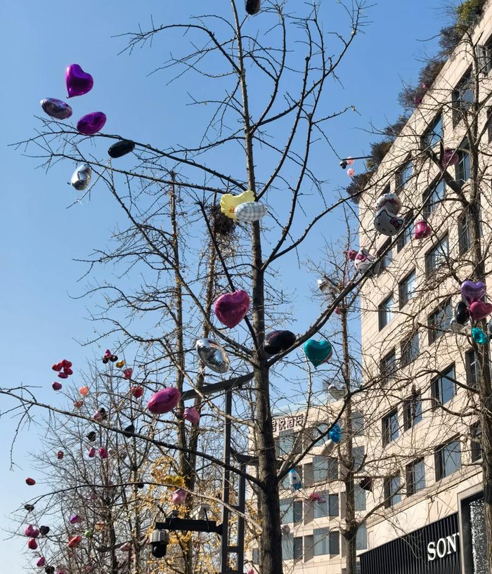 杭州的气球树（图据网友）