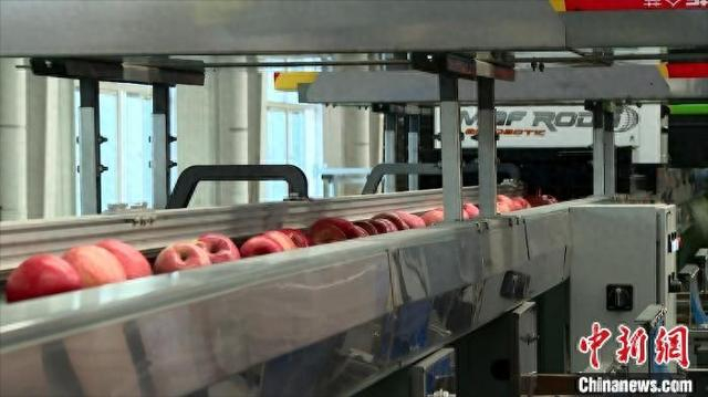 图为陕西洛川一企业内的智能选果线。 李进 摄