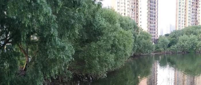 弘一法师说:“脾气越倔强，越硬的人，结局一定很悲惨！”