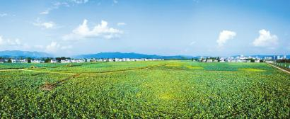　　四川农商银行信贷支持的开江县宝塔坝万亩荷花基地。